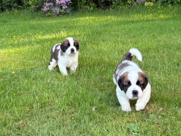 Sankt bernhard korthår · Säffle · Fredsduvan's Kennel