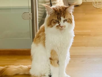 Maine Coon · Västra Frölunda · Jesper M.
