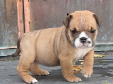 Engelsk bulldog · Rånäs · Maxibull