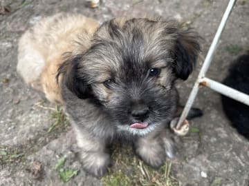 Maltipoo · Sölvesborg · Har inget