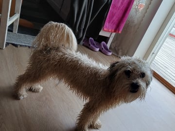 Shih-poo · Fränsta · Katarina H.