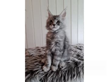 Maine Coon · Glanshammar · SE*Trollius New Moon