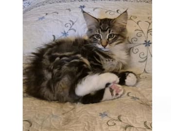 Norsk skogkatt · Huddungeby · S*Mustela's
