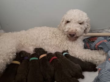 Lagotto romagnolo · Umeå · Tina A.