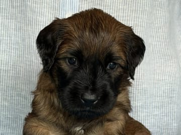 Briard · Ronneby · Rave On