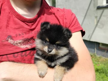 Pomeranian · Enköping · Pomsik Rakaaig