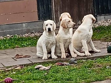 Labrador retriever · Hörby · Monika H.