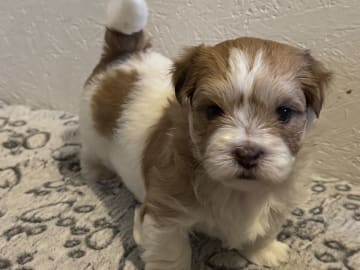 Bichon havanais · Lidköping · Tommy P.