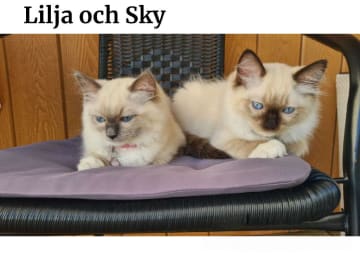 Ragdoll · Eskilstuna · Anders Söderberg