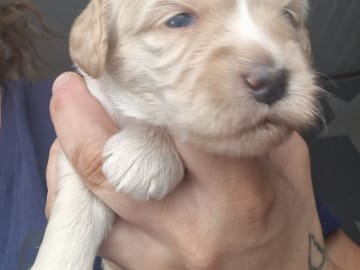 Dalkullas labradoodle