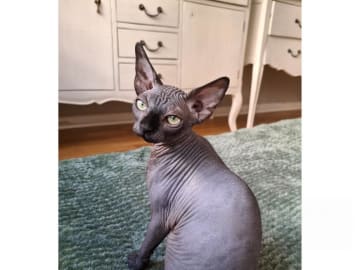 Sphynx · Stockholm · SE*LilyAnna