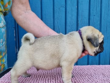 Mops · Umeå · Yellowskin's