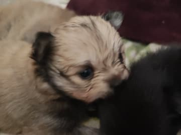 Pomchi · Landskrona · Mimmibus