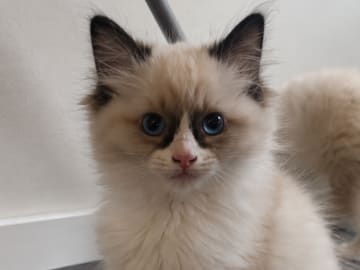 Ragdoll · Växjö · Ginan M.