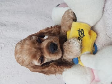 Amerikansk cocker spaniel · Biristrand · Colorcatcher