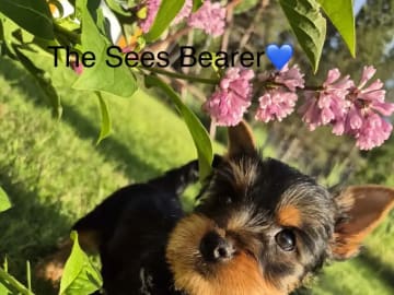 Silky terrier · Tynset · Kennel Showsilk