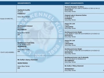 Kerry blue terrier · Stokmarknes · Blueshamrock