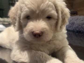 American Bernedoodle - Bernedoodle  /  Labradoodle · Hallstahammar · Smillas doodlar
