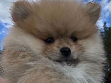 PomchiPaws