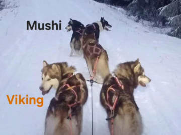 Alaskan malamute · Kil · Cheenik's