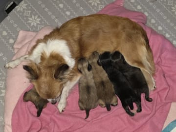 Chihuahua/papillon · Teckomatorp · Erla B.