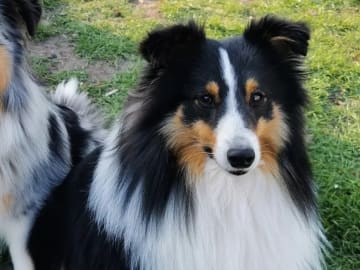 Shetland sheepdog · Köpingsvik · Stars Of Moon