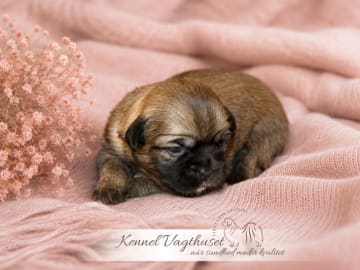 Tibetansk spaniel · Nyborg · Vagthuset's
