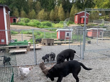 Labrador retriever · Romelanda · Caloans