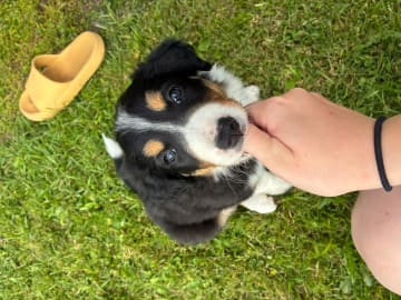 Border collie · Sokna · Stine Färber