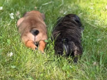 Fransk bulldogg · Geithus · Vivian Keller
