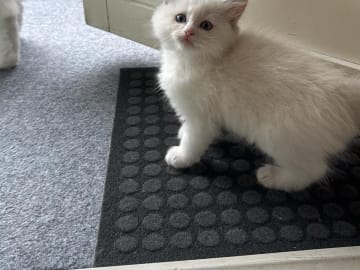 Ragdoll · Norrköping · Benjamin I.