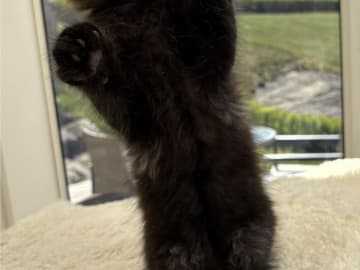 Maine Coon · Gränna · Black pearl