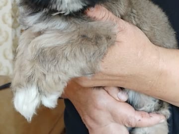 Shih tzu · Linköping · David K.