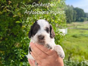 Cockerpoo · Nol · Anfastebo hunduppfödning