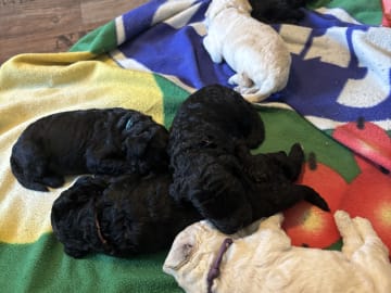 Goldendoodle · Västerlanda · Lugnets kennel