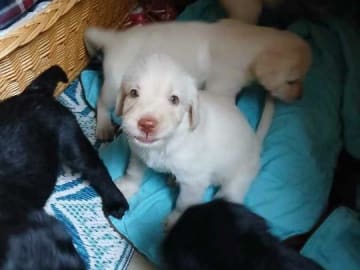 Labrador & Golden doodle · Munkfors · Joakim S.