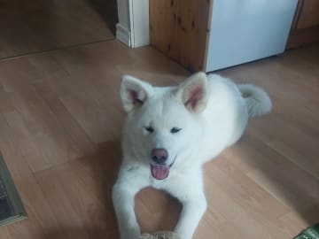 Akita inu · Dorotea · Krayon's kennel