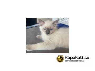 Ragdoll · Saltsjö-Boo · SE*Whitediamondfamily