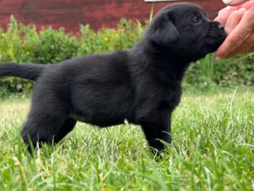 Labrador retriever · Vagnhärad · Unbridled Unicorn