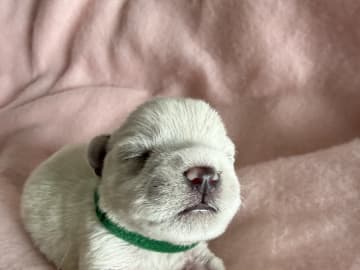 Dvärgschnauzer · Vara · Snowie Shine’s Kennel