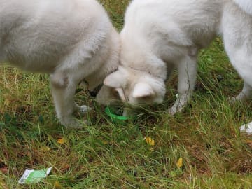 Akita inu · Dorotea · Krayon's kennel