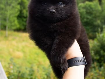 German Spitz – Kleinspitz · Risør · Open Eyes