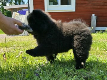 Chow chow · Deje · Shinga's