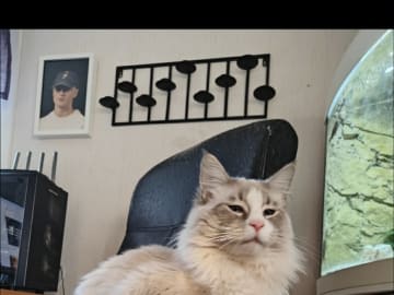 Ragdoll · Vadstena · Skåningstorp
