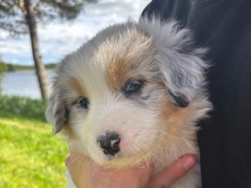 Australian shepherd · Långviksmon · Urbergets