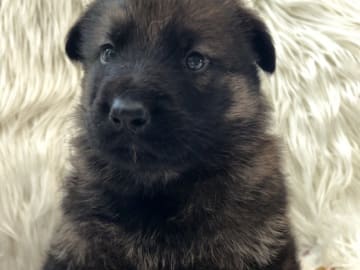German Shepherd Dog · Liden · Snömarkens