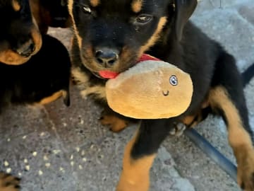 Rottweiler · Klippan · Manfield Farm