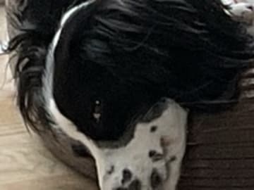 Cocker spaniel · Silkeborg · Casper B.