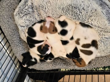 Danish Swedish Farmdog · Tonstad · Gitte Pedersen-Årdal