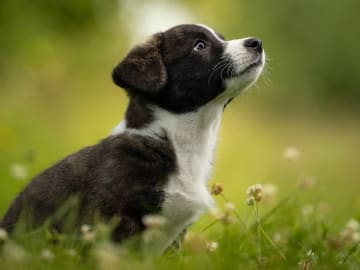 Welsh corgi cardigan · Älvsbyn · Följeslagarens